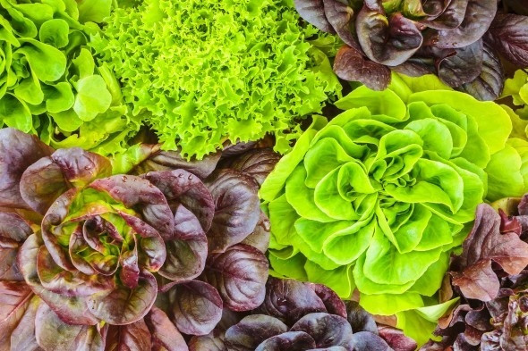 Rau diếp Rau diếp là loại rau có mùi vị thơm ngon, rất thích hợp cho các món salad và đặc biệt dễ trồng. Tuy nhiên, mùa xuân đến, khi thời tiết trở nên ấm áp và dễ chịu, bạn hãy bắt đầu trồng rau diếp. Rau diếp dễ nảy mầm nhất ở nhiệt độ 26 độ C. Mùa xuân là thời điểm hoàn hảo để trồng rau diếp và bạn sẽ có thể thu hoạch loại rau thơm ngon này 2 tháng kể từ khi gieo hạt.