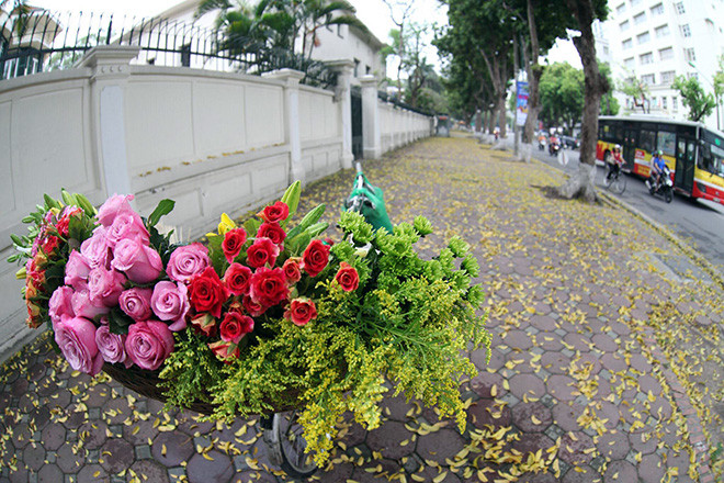 Những khóm hoa hồng lãng mạn thong dong khắp phố cũng là khoảnh khắc khó quên mỗi khi mùa thu về.