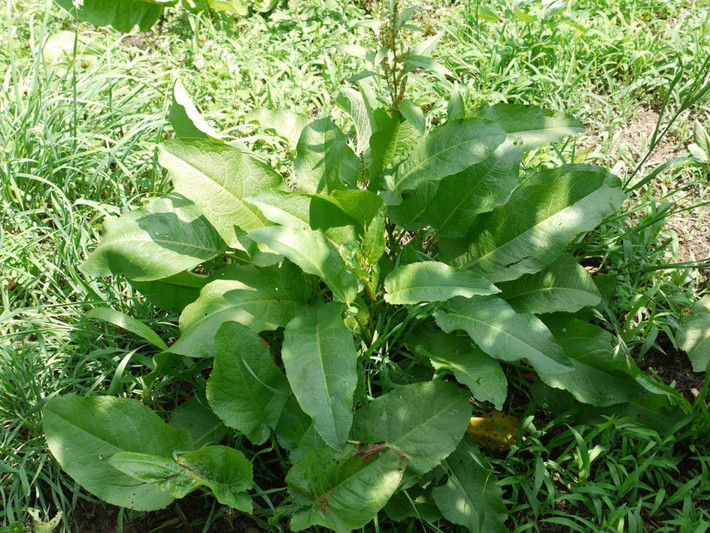 Cây chút chít có tên khoa học là Rumex wallichi Meisn. Ngoài ra, nó còn được biết đến với tên gọi cây lưỡi bò. Ảnh ydvn.