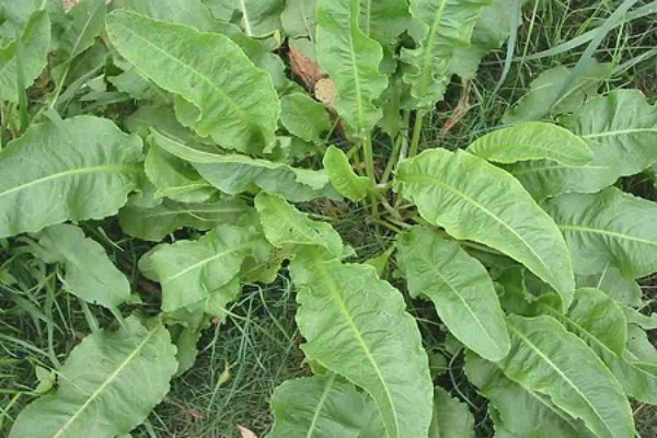 Cây chút chít thường mọc dại ở bờ ruộng, bãi cỏ nhưng lại ít người biết đến. Ảnh dkn.
