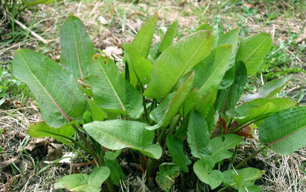 Cây chút chít là một loài cây thân thảo, cao khoảng 60cm, thân và lá có chứa nhiều nước, hoa màu lục ánh đỏ, lá thuôn dài. Ảnh dkn.