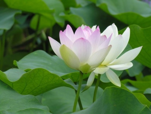 Sen Cung Đình thường có 2 loại là sen màu trắng và sen màu hồng, trong đó sen Cung Đình hồng được nhiều người yêu thích hơn cả. Ảnh blogspot.