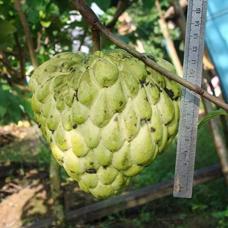 Cây na Hoàng hậu có thể trồng ở đồng bằng, ven biển hay trên cao nguyên. Yêu cầu đất không quá chua hay bị ngập úng. Ảnh chocuoituan.