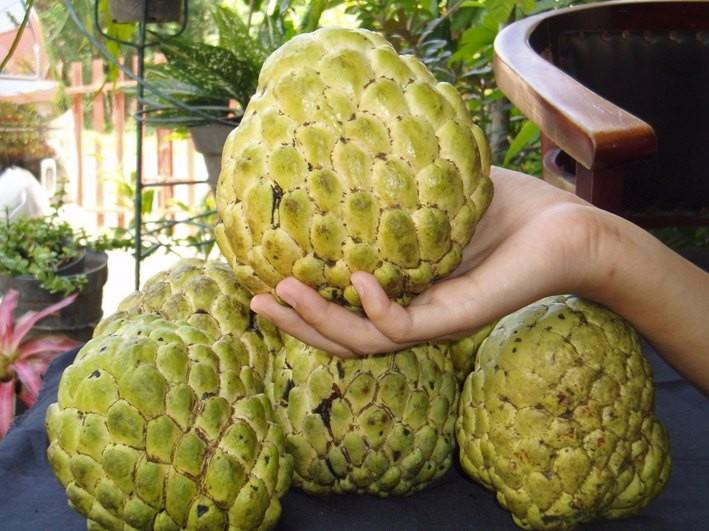 Na Hoàng hậu có tên khoa học là Annona squamosa L. Nó còn được biết đến với nhiều tên gọi khác như mãng cầu hoàng hậu, na nữ hoàng, na Thái Lan. Ảnh tinnongnghiep.