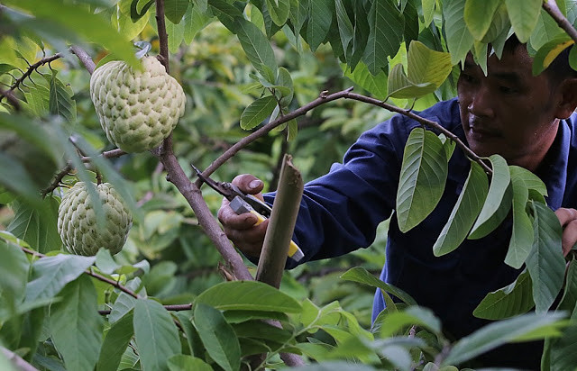 Giống na Hoàng hậu quả to, ít hạt, mắt na sáng mịn, vị thơm ngon. Trọng lượng của na Hoàng hậu gấp 3-4 lần na bình thường, từ 0,5kg - 1kg mỗi quả. Ảnh blogspot.