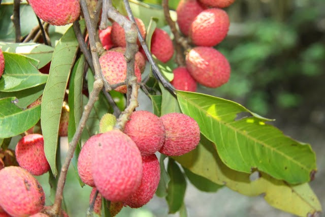 Trái trường có hình dáng khá giống quả vải ở miền Bắc nhưng nhỏ hơn và vị chua hơn. Ảnh blogspot.