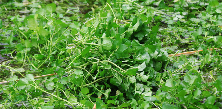 Rau liệt cao khoảng từ 25cm- 30cm, cọng nhỏ, thân mềm xốp, không hoa, lá phức hình lông chim, rễ chùm trắng. Ảnh rauliet.