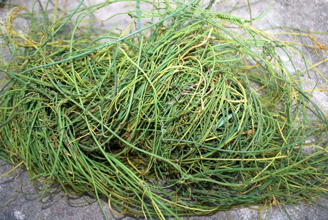 Cây tơ xanh thường “đột nhập” vào các túi mật trên lá sồi - nơi ong bắp cày ký sinh cất giữ trứng và bảo vệ con non của nó, hút kiệt chất dinh dưỡng của những con ong, biến nó thành xác khô. Ảnh nongnghiep.