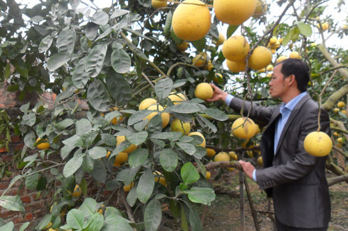 Giống bưởi tôm vàng được mệnh danh là “đệ nhất bưởi”. Khi chín, bưởi có màu vàng tươi rất đẹp, vị ngọt dịu đặc trưng và mùi thơm đặc biệt. Ảnh hanoimoi.