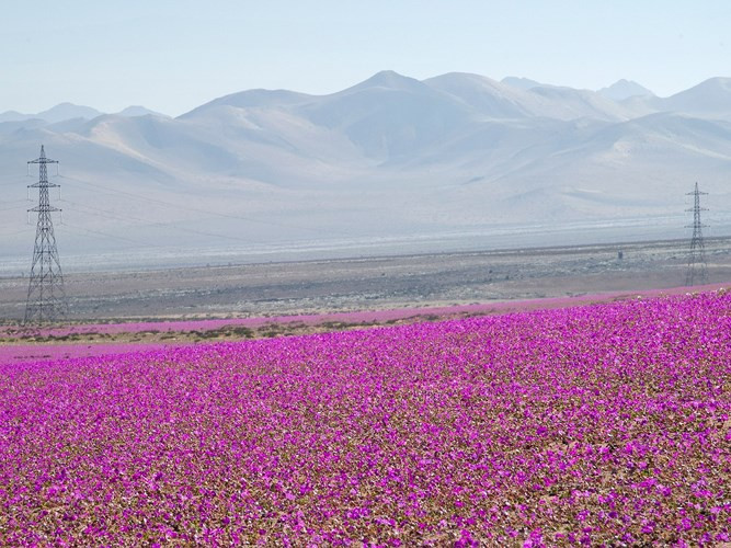 Atacama, Nam Mỹ, nằm giữa biên giới của Chile, Peru, Bolivia và Argentina, Atacama là sa mạc khô nhất thế giới, với lượng mưa trung bình là 0,004 inch mỗi năm.