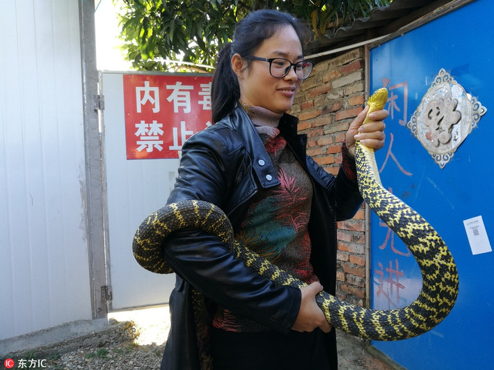 Ở Trung Quốc, có một loài rắn cực độc, được mệnh danh là rắn ngũ bộ xà, tương truyền, nọc độc của loài rắn này mạnh đến mức, chỉ cần bị nó cắn, nạn nhân sẽ trúng độc ngay lập tức, đi không quá 5 bước sẽ chết bất đắc kỳ tử. (Nguồn Sina)