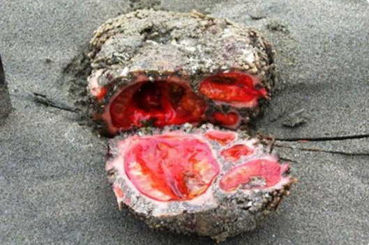 Đá sống Pyura Chilensis ở Chile. Nó là sinh vật biển không có não và cơ quan cảm giác. Nó sinh ra là con đực, nhưng nó tạo ra các bộ phận của con cái và sau đó tự sinh sản. Máu của nó có chứa kim loại gọi là vanadium.