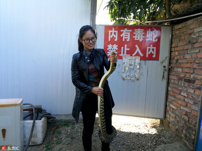 Cũng đã có rất nhiều người bỏ mạng oan uổng vì bị rắn ngũ bộ xà độc khét tiếng cắn. Thế nên, chỉ cần nghe thấy ngũ độc xà, nhiều người đã rùng mình hoảng sợ. (Nguồn Sina)