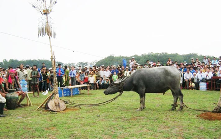 Ariêu Ping là lễ hội truyền thống mang văn hóa tâm linh của đồng bào Pa Cô ở các huyện miền núi của tỉnh Quảng Trị. Lễ hội này nhằm tỏ lòng tôn kính đến những người đã khuất và thường kéo dài 3 ngày 2 đêm. Điểm đặc biệt của lễ hội là những con vật như trâu, bò, dê được buộc những cây nêu được những họ tộc có người đã khuất dựng lên để thực hiện nghi lễ tế thần. Ảnh: DL.
