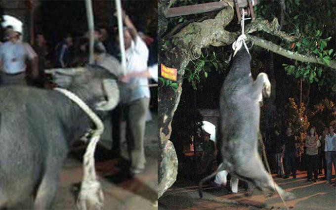 Một trong những nghi lễ gây tranh cãi trong lễ hội đền Đông Cuông (Yên Bái) đó là trâu tế bị treo lên cây trước khi mổ tế lễ. Nhiều ý kiến cho rằng, việc này gây cảm quan không tốt, và có phần đáng sợ. Ảnh cắt từ video.