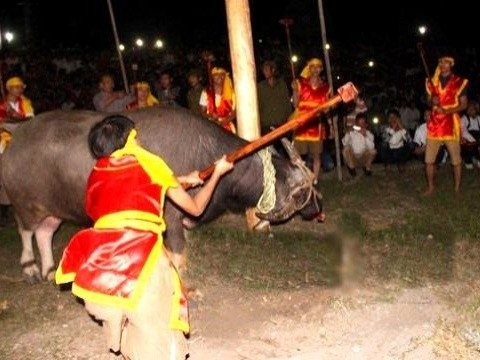 Có luồng dư luận cho rằng, hành động này mang tính rùng rợn, cần được loại bỏ. Năm 2017, một nét mới trong lễ hội Cầu Trâu ở Phú Thọ là không còn hình ảnh đánh đầu trâu như mọi năm. Ảnh: Tạp chí DL.
