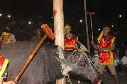 Năm 2015, những hình ảnh về lễ hội Cầu Trâu (Phú Thọ) tiếp tục làm bùng nổ những tranh cãi về việc có nên tiếp tục tổ chức những lễ hội có cảnh chém giết động vật khiến người xem rùng rợn. Trong lễ hội có màn nhiều thanh niên phiên nhau dùng búa đập vào đầu con trâu cho đến khi con vật ngã gục mới thôi. Ảnh: Lao động.