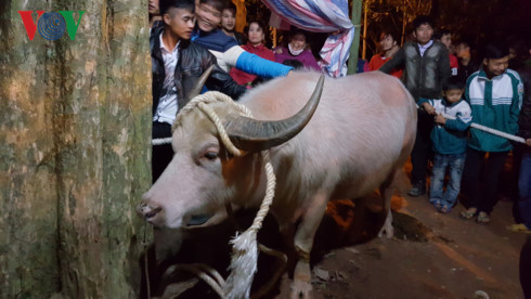 Sau phản ánh, năm 2017, Ban tổ chức lễ hội Đền Đông Cuông không thực hiện treo trâu lên cây như mọi năm; việc mổ trâu để tế lễ vẫn tiến hành vào lúc 0 giờ ngày Mão đầu tiên trong năm nhưng được diễn ra trong khu vực quây kín bạt, lực lượng an ninh bảo vệ kỹ từ vòng ngoài, du khách và người dân địa phương không được chứng kiến. Sau đó, các thủ tục hành lễ được tiến hành như thường lệ. Ảnh: VOV.