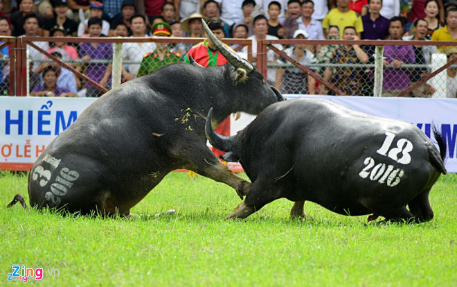 Trong khi đó, nhiều chuyên gia văn hóa lại cho rằng, đây là di sản phi vật thể quốc gia, điều cần làm là điều chỉnh khâu tổ chức an toàn, thay vì cấm tổ chức lễ hội. Ảnh: Zing.