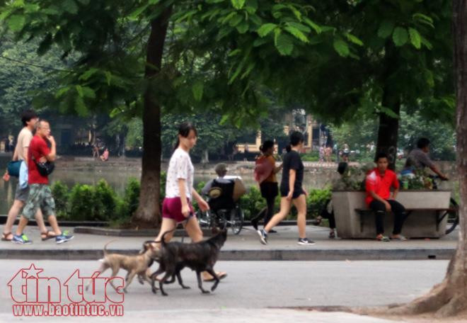 Bất chấp quy định từ 15/9, chó không rọ mõm ra đường thì chủ nhân có thể bị phạt tiền đến 800.000 đồng song hầu hết các chủ chó lại chọn cách phớt lờ quy định, thản nhiên dắt cho ra đường mà không có rọ mõm. Ảnh: Tin tức