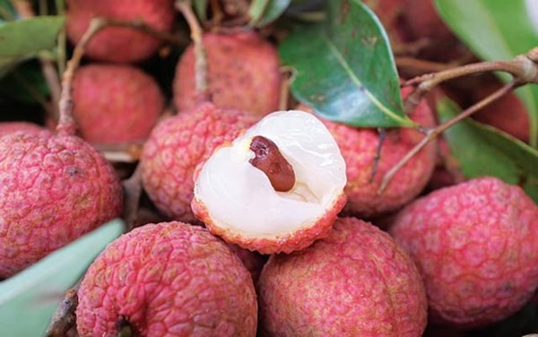 Vải thiều Thanh Hà: Vải thiều Thanh Hà được mệnh danh là “bà hoàng” của các loại vải. Vải thiều hạt nhỏ, màu nâu đen, cây vải tuổi càng cao thì hạt càng nhỏ, có nhiều trái gần như không có hạt và lớp cùi dày mọng nước. Ảnh: Vải thiều Thanh Hà.