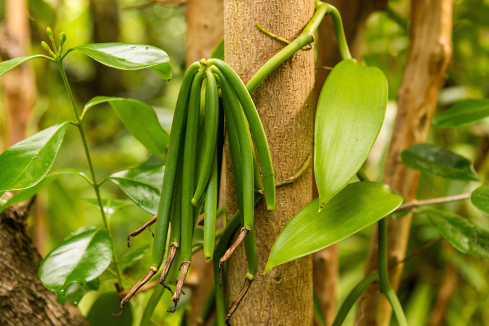 Đây là cây cho thu hoạch vanilla tự nhiên, một trong những loại gia vị đắt nhất thế giới. Ảnh: Shutterstock.