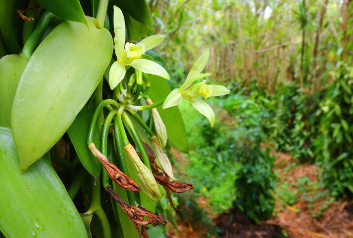 Trông cây này giống như một cây lan phong lan tươi. Vanilla được thu hoạch từ những quả xanh và được phơi khô. Ảnh: Shutterstock.