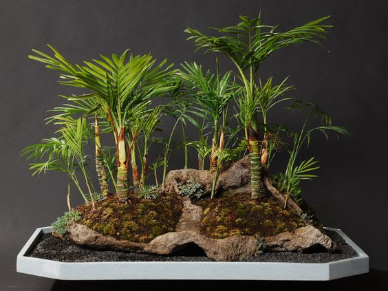 Trong phong thủy, cây dừa bonsai có ý nghĩa mang đến sự thịnh vượng và tiền tài cho gia chủ. Ảnh: Real Palm Trees EStore.