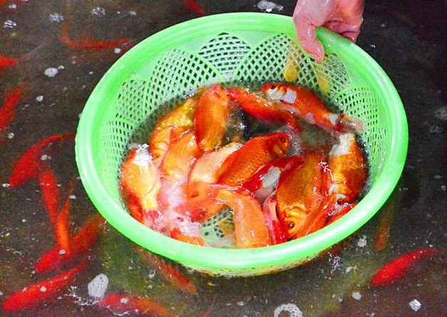 Hiện cá có mức giá từ 15 - 20/bịch (3 con) tùy loại.