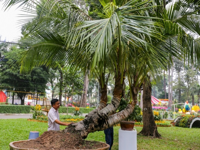 Một cây dừa ba ngọn có xuất xứ từ Định An (Trà Vinh). Ảnh: Internet.