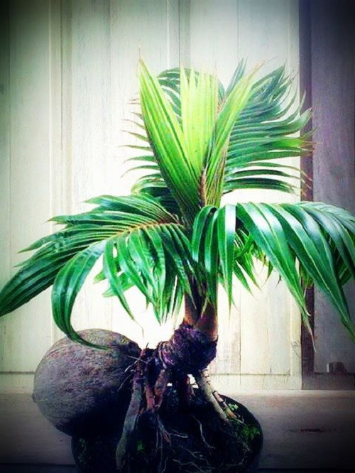 Đây là giống cây bonsai lai giữa dừa và cau. Ảnh: Coco Bonsai.