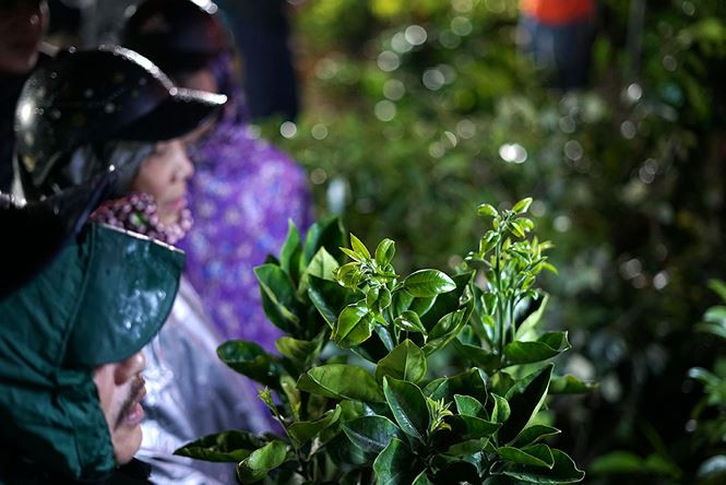 Ở chợ Viềng năm nay, cây giống có giá từ khoảng 30 đến 80 nghìn đồng/cây.