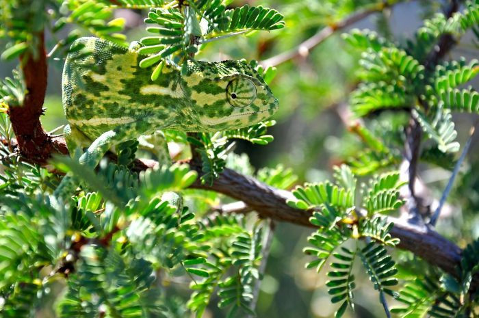 Tắc kè hoa, hòa nhập với môi trường một cách hoàn hảo. Không căng mắt ra nhìn kỹ, bạn chẳng bao giờ phát hiện được chúng. (Nguồn Bored Panda)