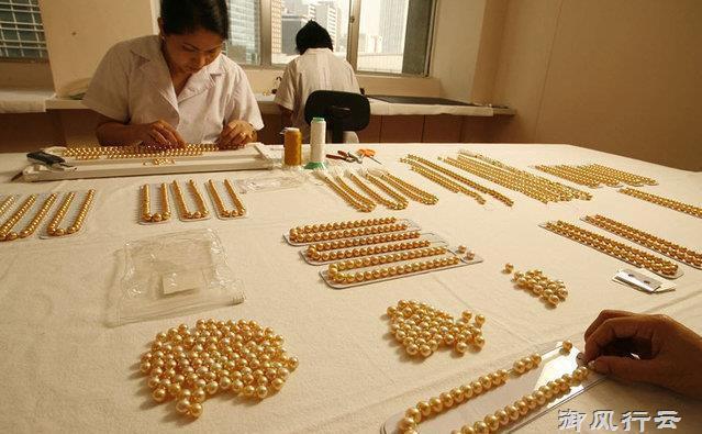 Sau 2 đến 5 năm, người ta mới có thể thu hoạch ngọc trai vàng.