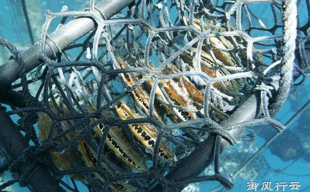 Khu nuôi cấy ngọc trai vàng nằm sâu dưới biển