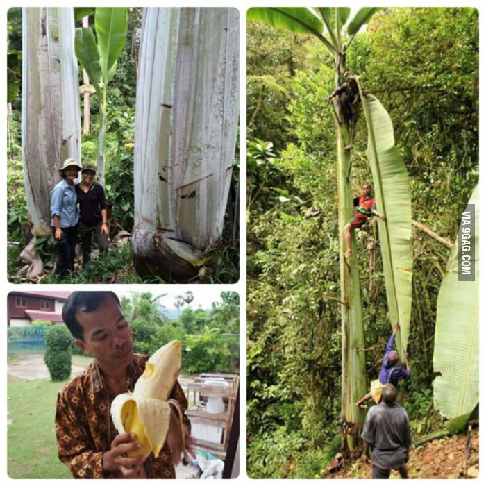 Được mệnh danh là giống chuối to nhất thế giới, chuối Musa Ingens là loài đặc biệt ở Papua New Guinea. Giống chuối kỳ lạ này không phải đột biến gen hay lạm dụng thuốc tăng trọng. Ảnh: 9Gag.