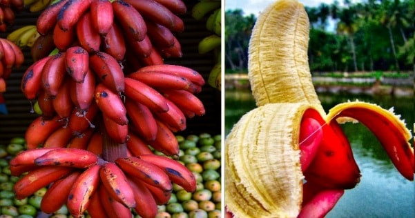 Chuối đỏ được trồng nhiều ở Đông Phi, châu Á, Nam Mỹ và UAE. Ảnh: Siamagazin.