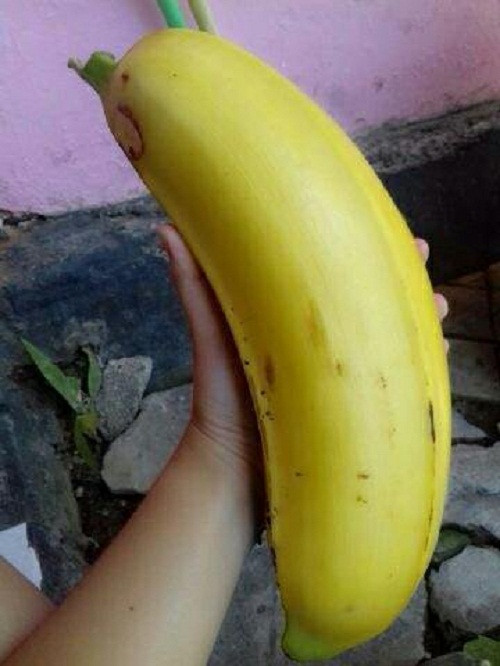 Quả chuối chín dài khoảng 18cm và rộng khoảng 5-6cm. Ảnh: Tudosobreplantas.