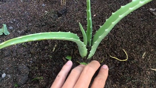 Bước 3: Chăm sóc sau khi trồng. Sau khi vùi lô hội vào chậu, tưới nước nhẹ nhàng để đất xung quanh lô hội ẩm hết. Hàng ngày, theo dõi nếu đất quá khô thì tưới thêm chút nước cho cây. Cây lô hội sẽ đâm chồi, ra lá trong vòng một vài tuần. Cây lô hội ưa sáng, ấm, khô, khả năng chống chịu hạn mạnh nên phát triển rất nhanh trong ngày hè.