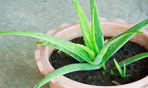 Cách trồng lô hội từ lá chỉ có vài bước đơn giản như vậy, lại có cả trăm công dụng, tội gì không trồng vài chậu trong nhà?