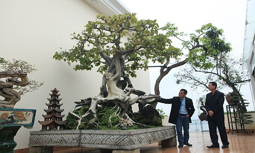 Cây bồ đề cổ thụ tọa lạc trên tầng 11 của gia đình ông Nguyễn Gia Thọ (Nghi Tàm, Hà Nội). Theo ông Thọ, cây bồ đề này mới chuyển từ Bình Định ra Hà Nội vào tháng 7 năm nay và phải dùng cẩu hạng nặng mới đưa được lên tầng 11 của tòa nhà.