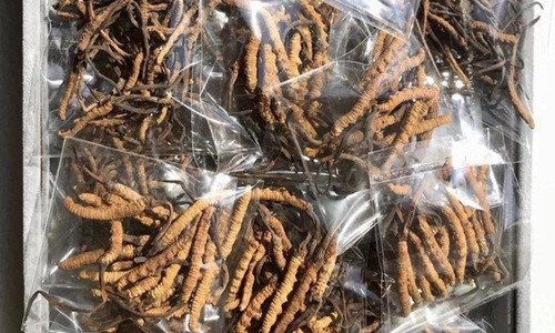 Đông trùng hạ thảo Tây Tạng (sâu cỏ) tại Việt Nam có giá thấp nhất khoảng 700 triệu đồng/kg, đắt nhất lên đến 2,2 tỷ đồng/kg. Dịp cuối năm, hàng rất hiếm do nhu cầu săn lùng làm quà Tết gia tăng. Ảnh: Vietnamnet.