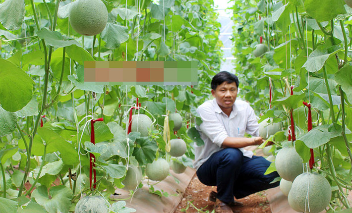 Khát vọng làm kinh tế bằng chính kiến thức chuyên môn đã học đã thôi thúc anh Lê Anh Đức (Bình Long, Bình Phước) đầu tư trồng dưa lưới trong nhà màng khép kín. Sau gần 70 ngày chăm sóc, vụ đầu tiên cho thu hoạch khoảng 1,5 tấn, lãi gần 60 triệu đồng. Ảnh: Báo Bình Phước.