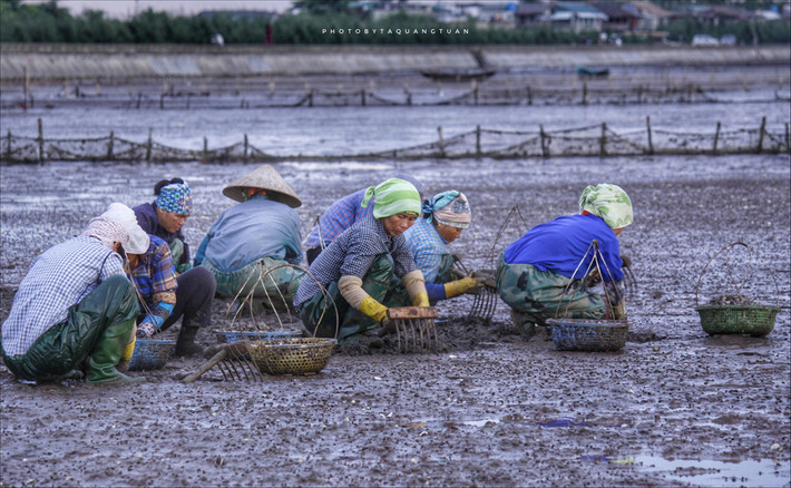 Ngư dân Đồng Châu thường phải dậy từ sớm tinh mơ ra đồng thu hoạch ngao. Công việc vất vả nhưng họ vẫn vui vẻ, miệt mài lao động. Yếu tố con người được ban giám khảo cuộc thi "Dấu ấn Việt Nam" khá chú trọng. Ảnh: Tuan Ta.