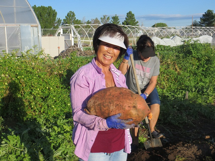Người nông dân thích thú chia sẻ củ khoai lang 10kg vừa đào dược. Ảnh: Ourneighborsfarm.