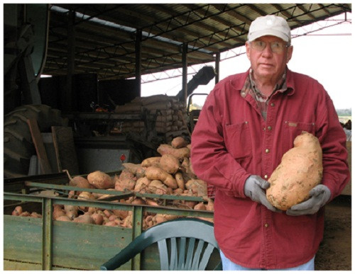 Ong David Adams (Anh) khoe củ khoai lang nặng gần 7kg. Đây là củ khoai lang to nhất mà ông trồng được từ trước đến nay. Ảnh: Waltonoutdoors.
