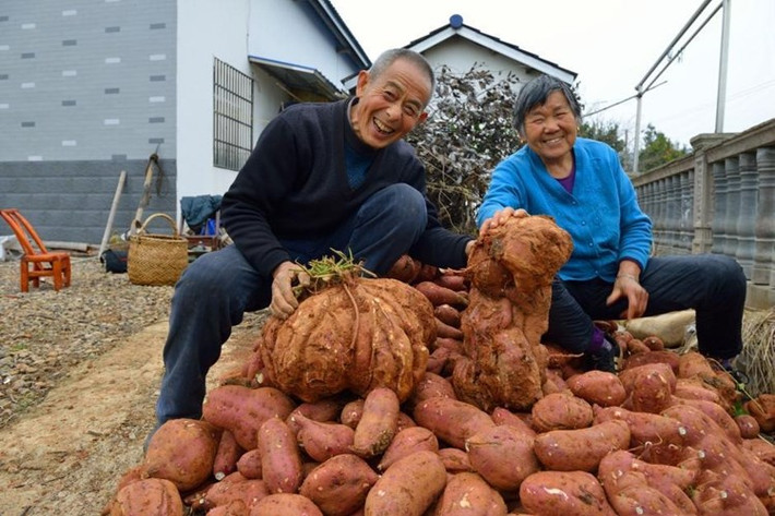 Ngoài ra, ông còn đào được củ khoai khác nặng 11kg, 10kg và 6kg. Ảnh: Sina.