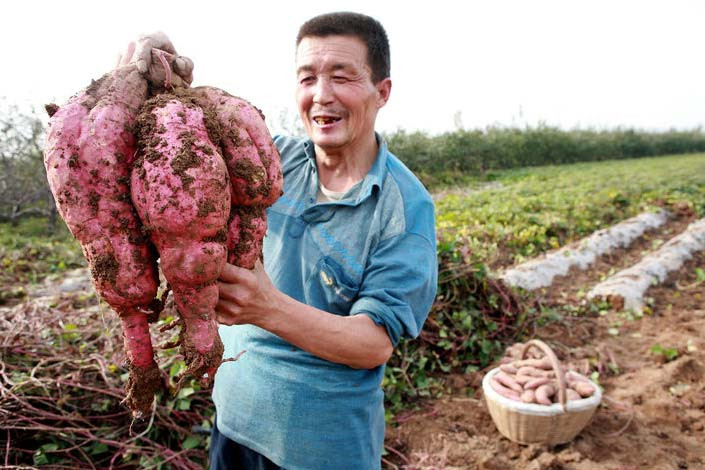 Củ khoai lang sinh ba siêu khủng tại Trung Quốc. Ảnh: Cellar.