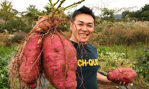 Củ khoai lang khổng lồ chục người ăn không hết. Ảnh: NPR.