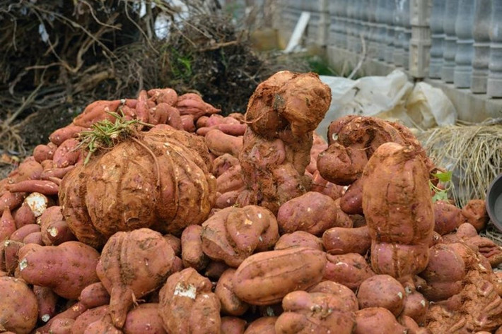Ông Phát không rõ nguyên nhân vì sao củ khoai lang mình trồng lại siêu khủng như vậy. Ảnh: Sina.